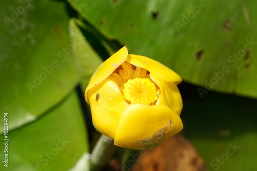 Rare Yellow Water Lily of Danube