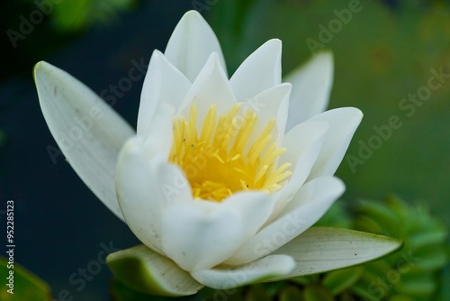 White Water Lily on Danube