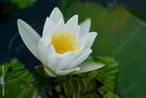 White Water Lily on Danube
