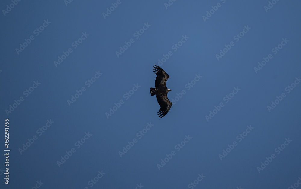 griffon vulture hunting in natural conditions in summer on the island of Crete in Greece griffon vulture hunting in natural conditions in summer on the island of Crete in Greece