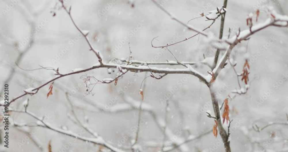 Tree branches on the background of snowfall. Flakes of snow falling down winter landscape. Tree branches on the background of snowfall. Flakes of snow falling down winter landscape.