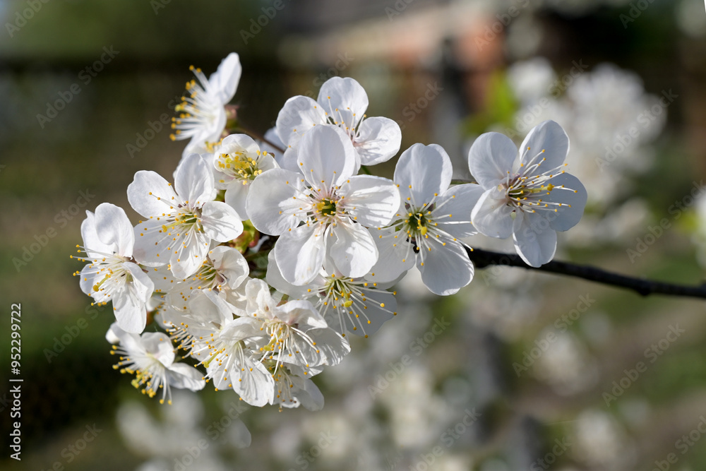 Fototapeta premium Spring blooming cherry flowers branch