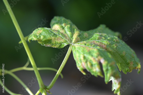 Leaf of grapes damaged by a spider mite (Colomerus vitis). Pests of grapes. Selective focus. photo