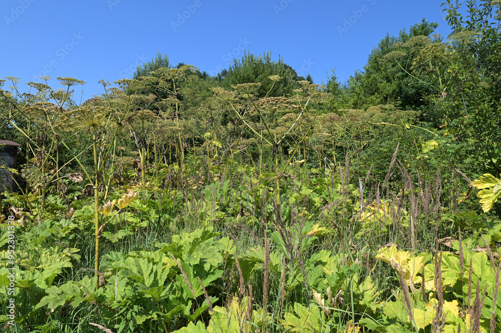 Poisonous perennial plant Sosnowsky's hogweed (Heracleum sosnowskyi) containing furanocoumarin, a toxic allergen that is dangerous for humans Poisonous perennial plant Sosnowsky's hogweed (Heracleum sosnowskyi) containing furanocoumarin, a toxic allergen that is dangerous for humans