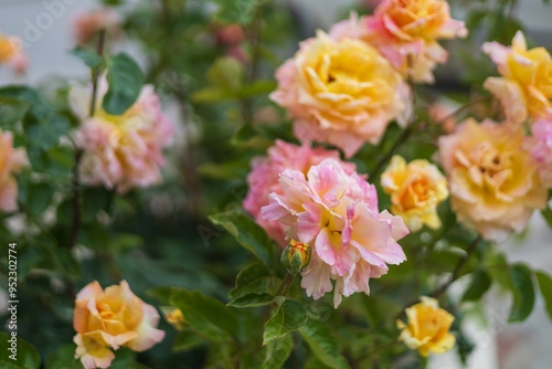 Beautiful colorful flowers in the garden on the island