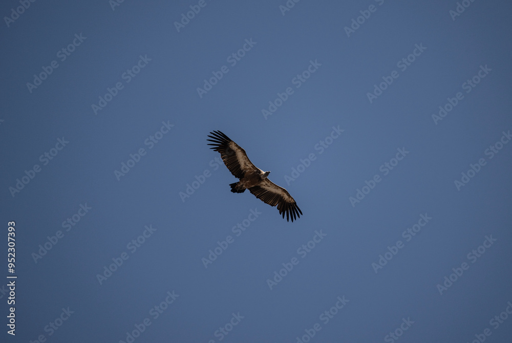 griffon vulture hunting in natural conditions in summer on the island of Crete in Greece griffon vulture hunting in natural conditions in summer on the island of Crete in Greece