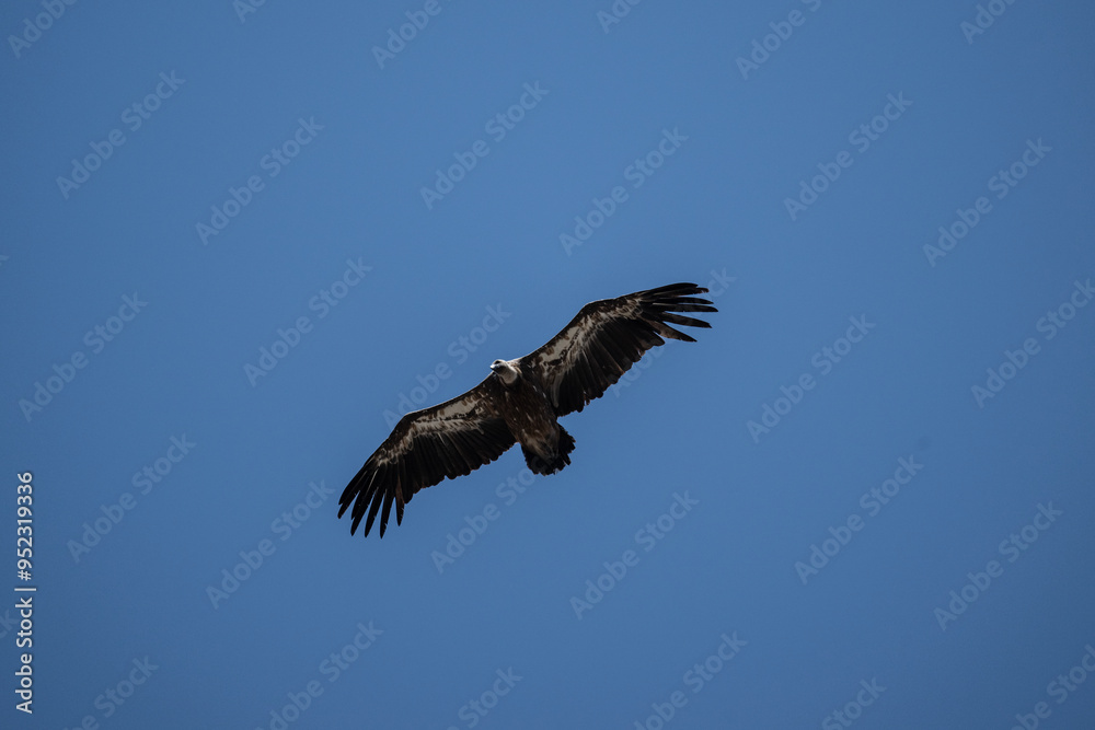 griffon vulture hunting in natural conditions in summer on the island of Crete in Greece griffon vulture hunting in natural conditions in summer on the island of Crete in Greece