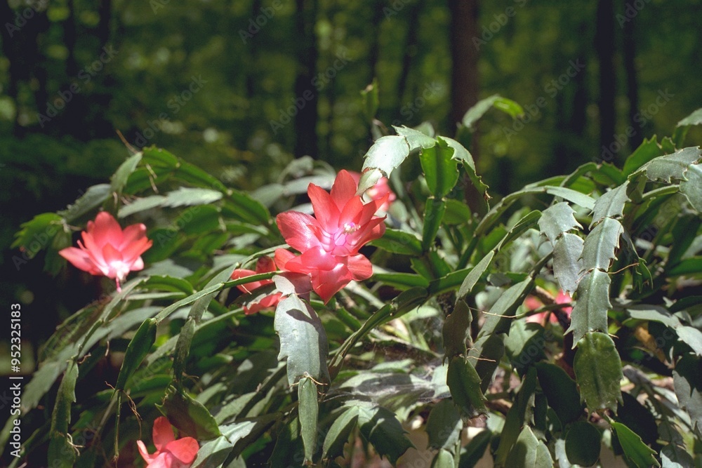 Schlumbergera truncata - Crab Cactus, Holiday Cactus
Schlumbergera truncata - Crab Cactus, Holiday Cactus