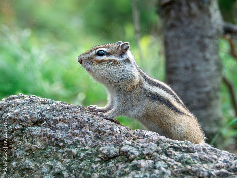 Close-up profile portrait of chipmunk