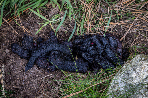 Valokuva A close up of badger excrement in the countryside, with a shallow depth of field