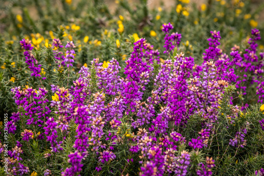 A close up of pretty heather in bloom on heathland in late summer A close up of pretty heather in bloom on heathland in late summer