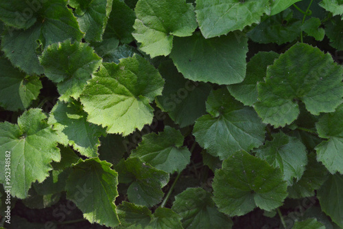 Dark green leaves, top view, close up, macro, background, wallpaper, texture