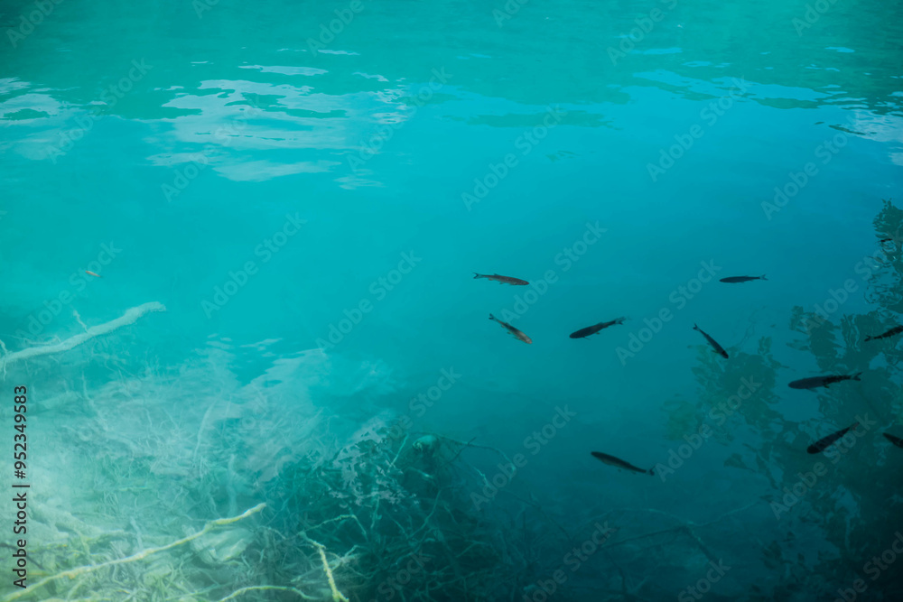 Fish gracefully swim in the crystal-clear waters of Plitvice Lakes National Park in Croatia, surrounded by lush green forests and cascading waterfalls, creating a serene and picturesque scene during t Fish gracefully swim in the crystal-clear waters of Plitvice Lakes National Park in Croatia, surrounded by lush green forests and cascading waterfalls, creating a serene and picturesque scene during t