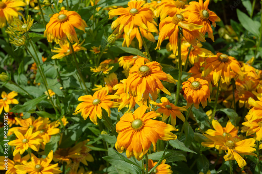 rudbeckia hirta gloriosa in a summer garden rudbeckia hirta gloriosa in a summer garden