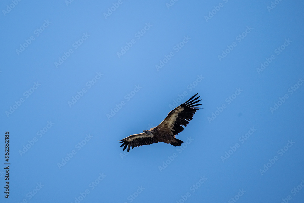 griffon vulture hunting in natural conditions in summer on the island of Crete in Greece griffon vulture hunting in natural conditions in summer on the island of Crete in Greece
