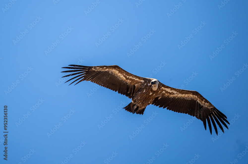 Fototapeta premium griffon vulture hunting in natural conditions in summer on the island of Crete in Greece