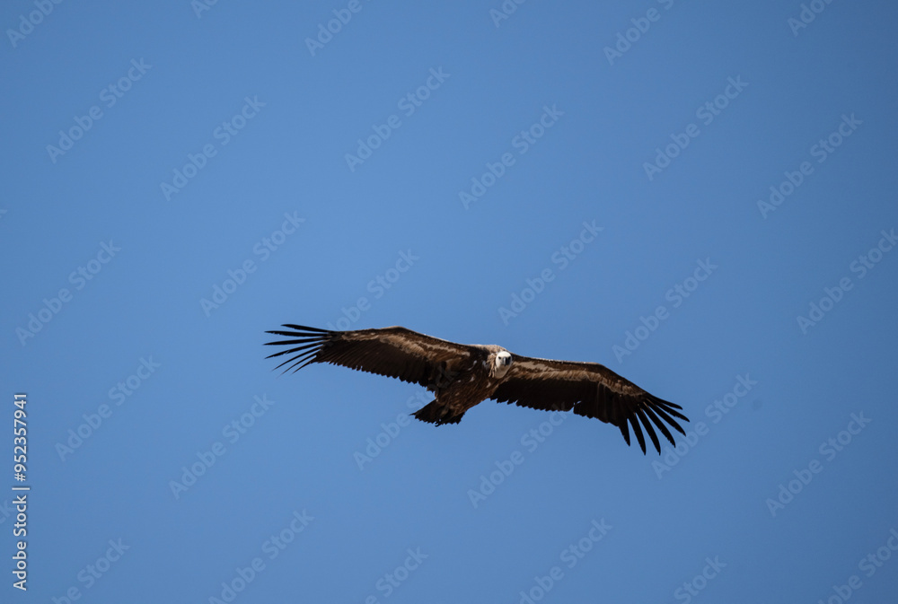 griffon vulture hunting in natural conditions in summer on the island of Crete in Greece griffon vulture hunting in natural conditions in summer on the island of Crete in Greece