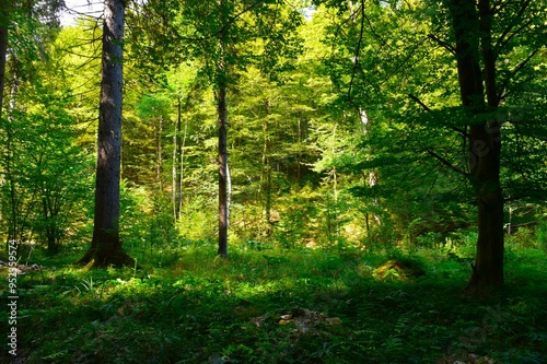 beautiful temperate, deciduous, broadleaf european forest background