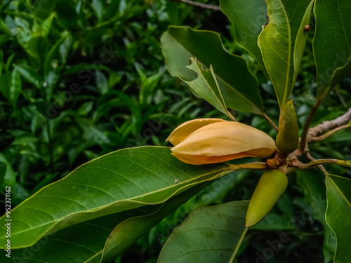 Magnolia champaca, known in English as champak, flower in garden photo