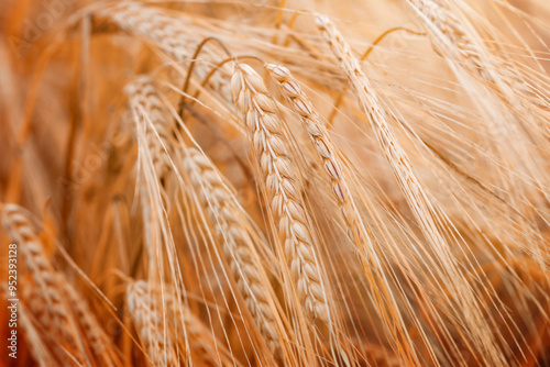 background ripe ears of rye photo