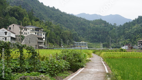 Chinese ricefield with some buildings in countryside surrounded by mountains in Qingtian