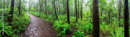 Rainy forest with a hiking trail winding through the trees, wet ground and lush vegetation, adventure and exploration theme