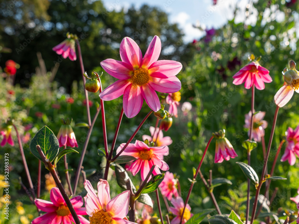 Fototapeta premium Flowers in bloom in a flower garden