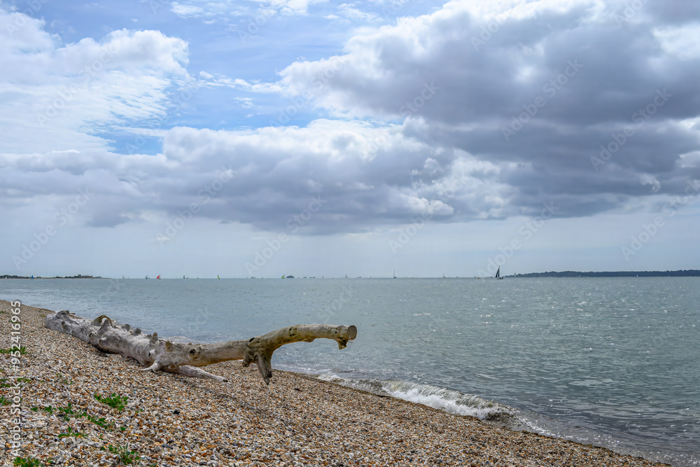 weathered tree trunk on a deserted beach on a sunny summer day Browndown Hampshire England weathered tree trunk on a deserted beach on a sunny summer day Browndown Hampshire England