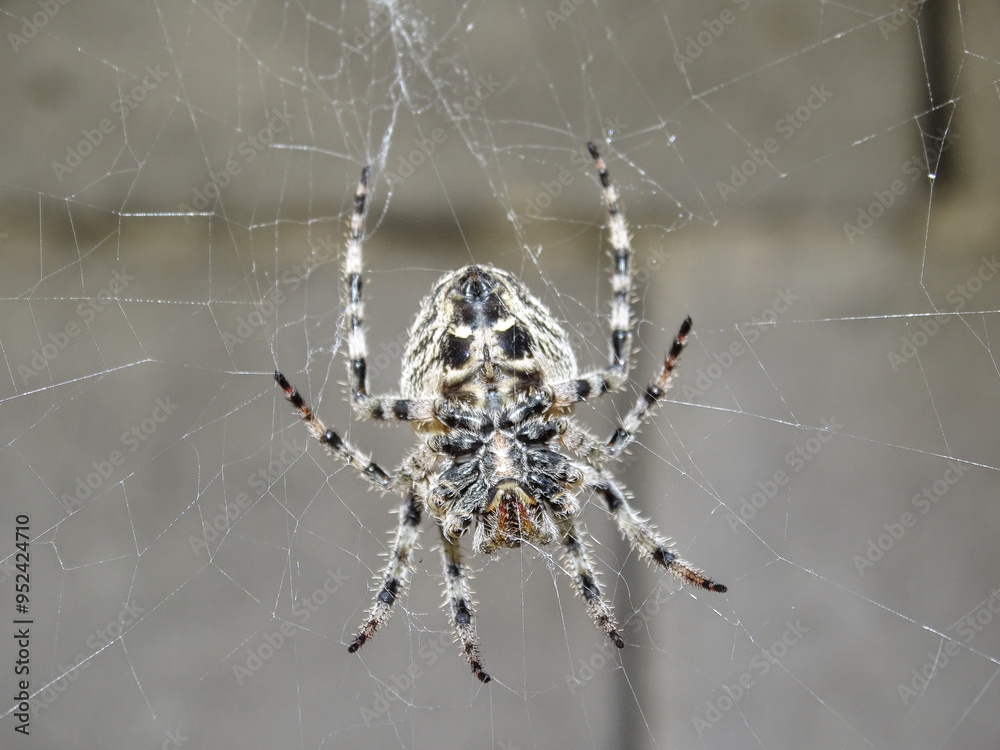 Angular Orbweaver spider (Araneus angulatus) Angular Orbweaver spider (Araneus angulatus)