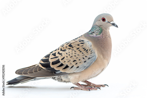 a bird with a red eye standing on a white surface photo