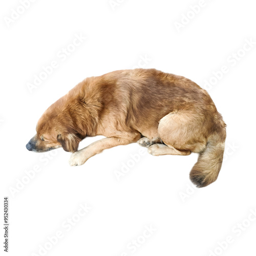 Golden retriever sleeping on white background, adorable doggy with brown fur
