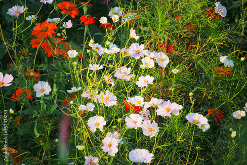 White cosmos flower on color flowers background