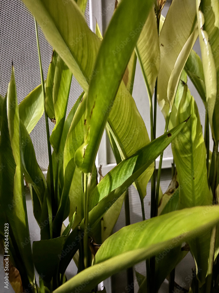 Fototapeta premium Parrot's Beak Heliconia Flowers and Leaves - Tropical Plant Stock Photo | Heliconia psittacorum Close-up - Exotic Orange Flowers and Green Foliage | Tropical Heliconia Plant - Colorful Orange Blooms 
