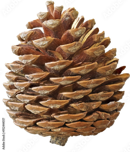 real isolated pinecone photo cutout photo
