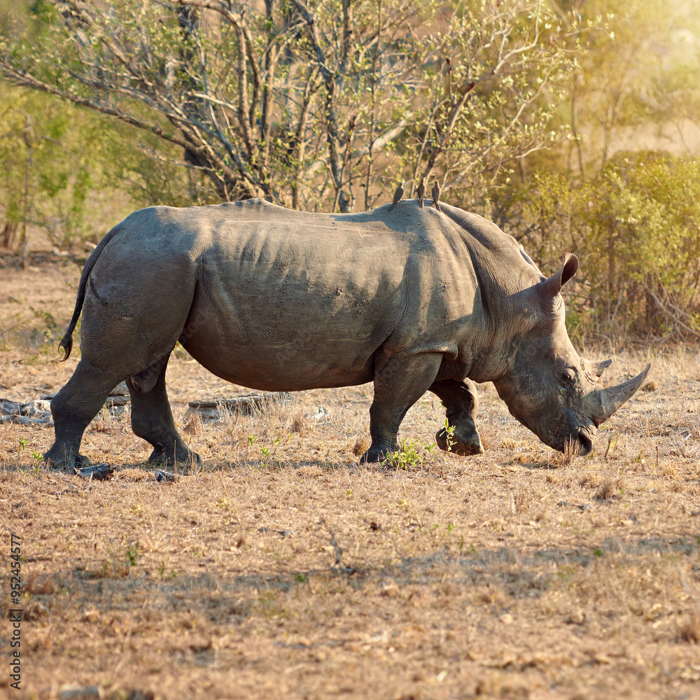 Rhino, conservation and journey in nature for protection, poaching prevention or birds for symbiotic relationship. Endangered, ecosystem or animal in safari for risk awareness at reserve in Africa