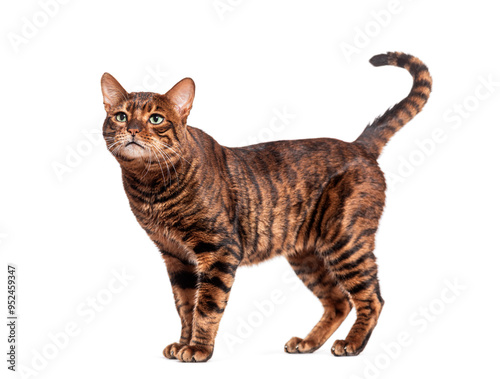 Fotografie Curious toyger cat standing on a white background