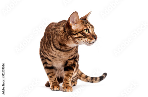 Curious toyger cat sitting and looking away on white background