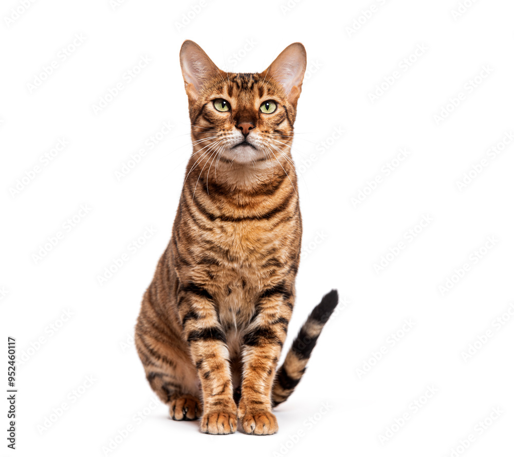 Toyger cat sitting and looking up on white background Toyger cat sitting and looking up on white background