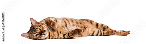 Tableau sur toile Playful Toyger cat relaxing on its back on white background