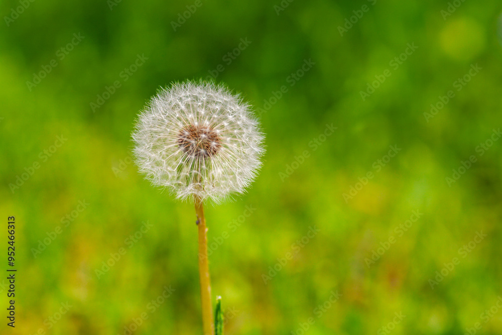 White dandelion