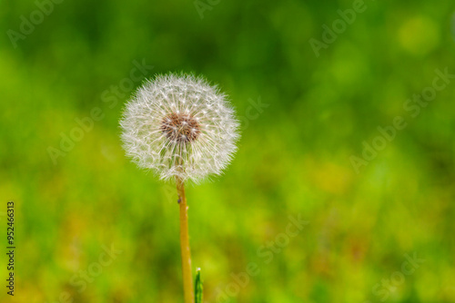 Obraz na płótnie White dandelion w salonie