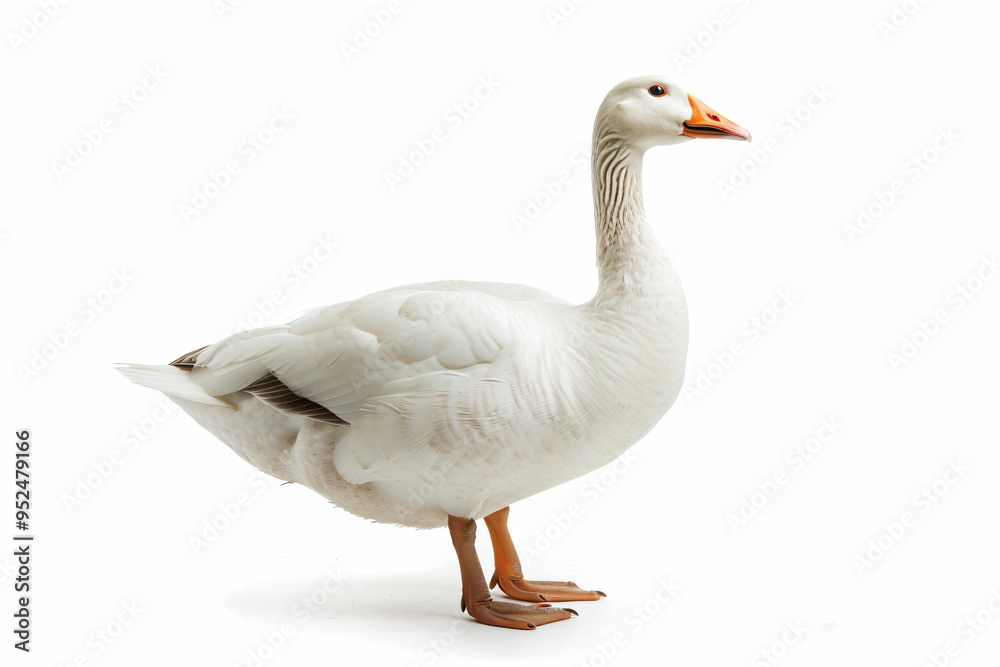 a white goose standing on a white surface a white goose standing on a white surface