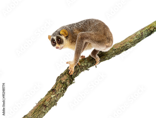 Foto Gray slender loris, Loris lydekkerianus, carefully balancing on a branch, its la