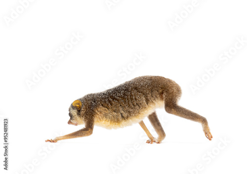 Side view of a Gray slender loris, Loris lydekkerianus, walking away isolated on white photo