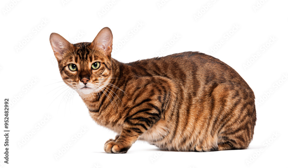 Fototapeta premium Toyger cat sitting and looking away on white background