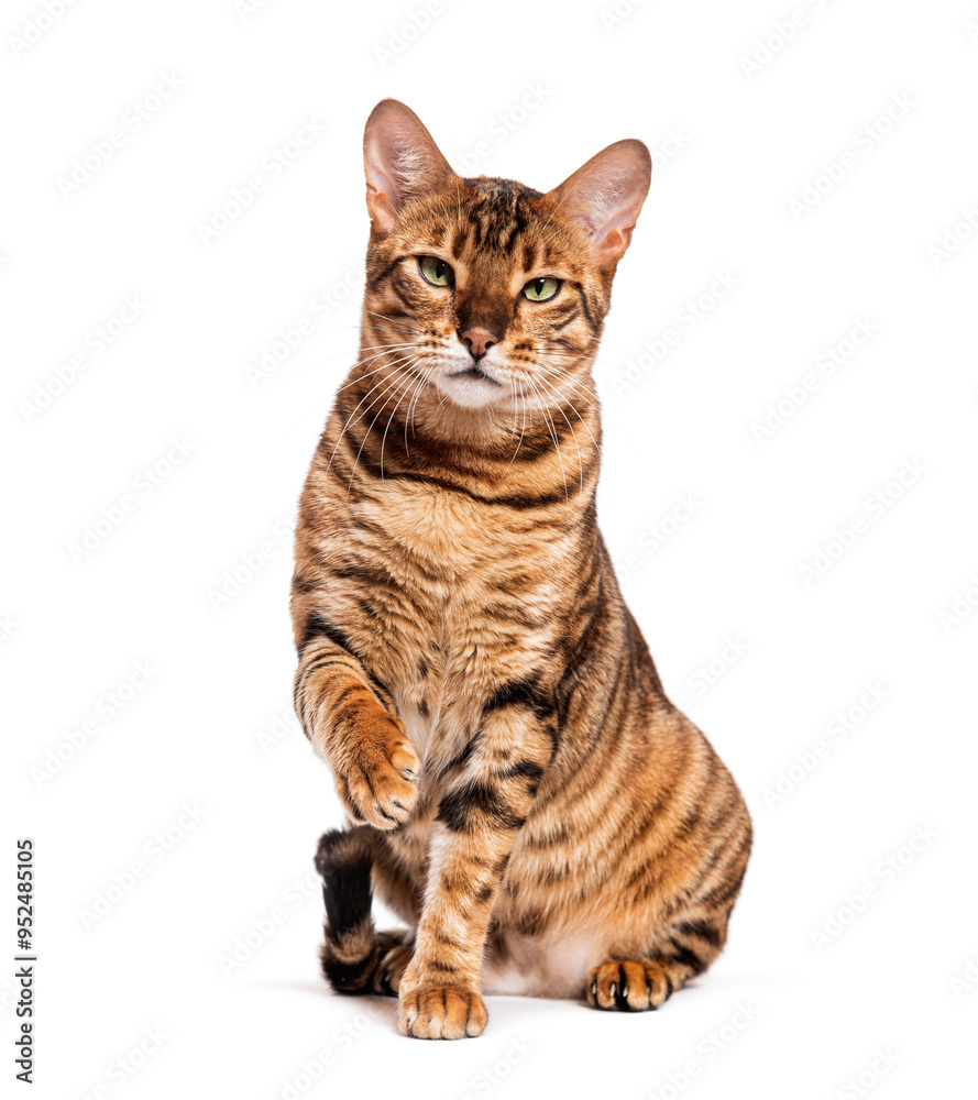 Toyger cat sitting and raising paw on white background Toyger cat sitting and raising paw on white background