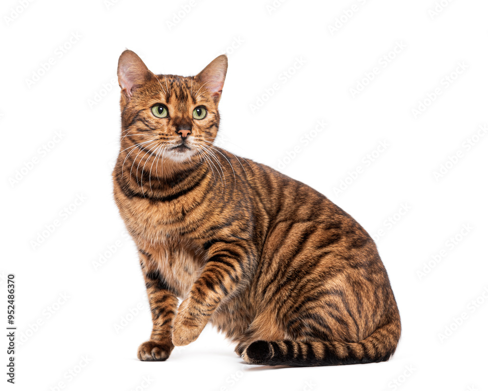 Striped toyger cat sitting and looking up curiously Striped toyger cat sitting and looking up curiously