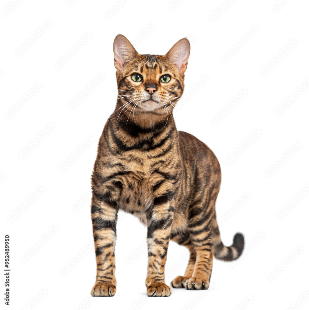 Toyger cat standing and looking forward on white background Toyger cat standing and looking forward on white background