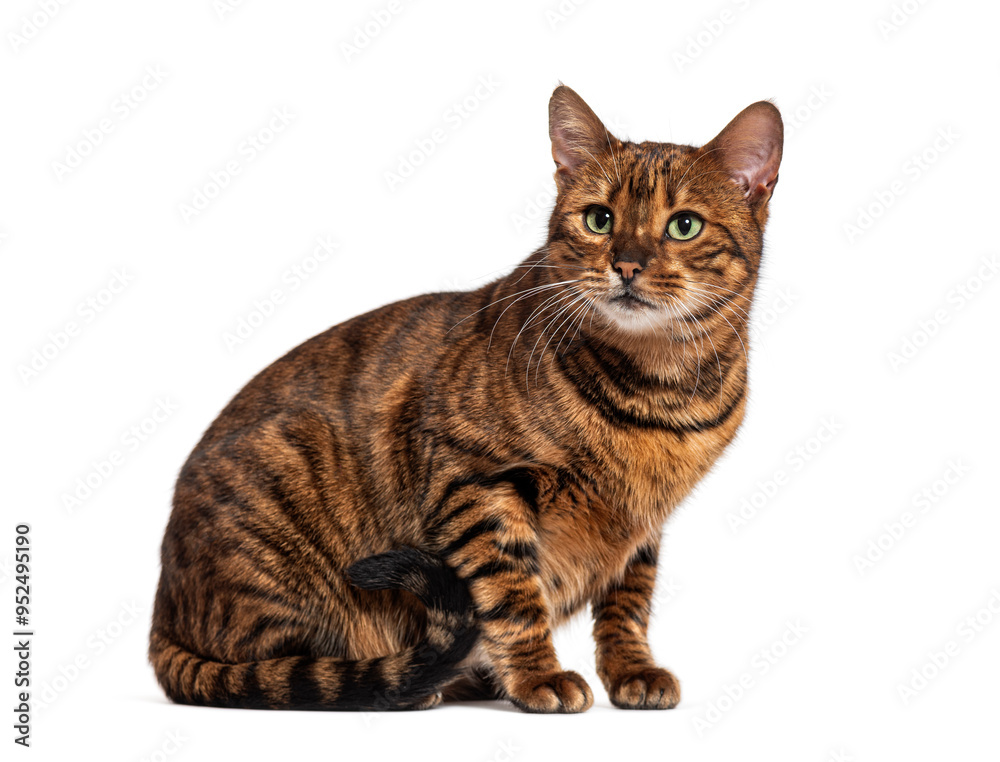 Toyger cat sitting and looking away on white background Toyger cat sitting and looking away on white background