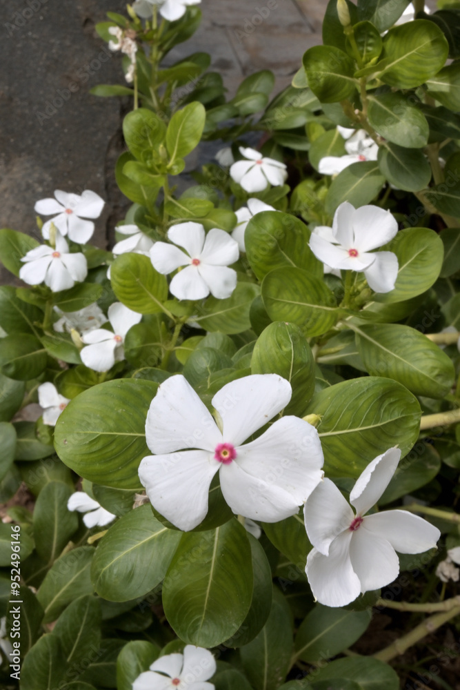 Obraz premium Closeup of white periwinkle in plant.